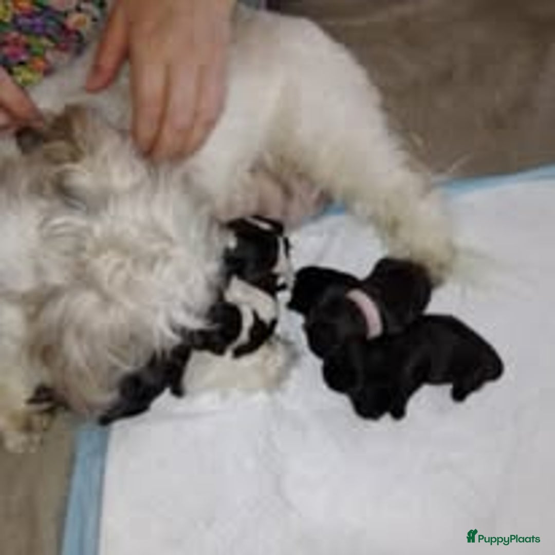 Shih Tzu honden te koop: Raszuivere Shih Tzu puppy's België - Afbeelding 10