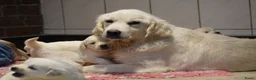 Golden Retriever honden te koop: Golden Retriever Pups met Stamboom. - Advertentie 17
