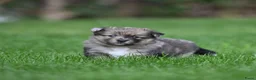 Kruising honden te koop: Eerste familiale nestje Poshie pups - Advertentie 9