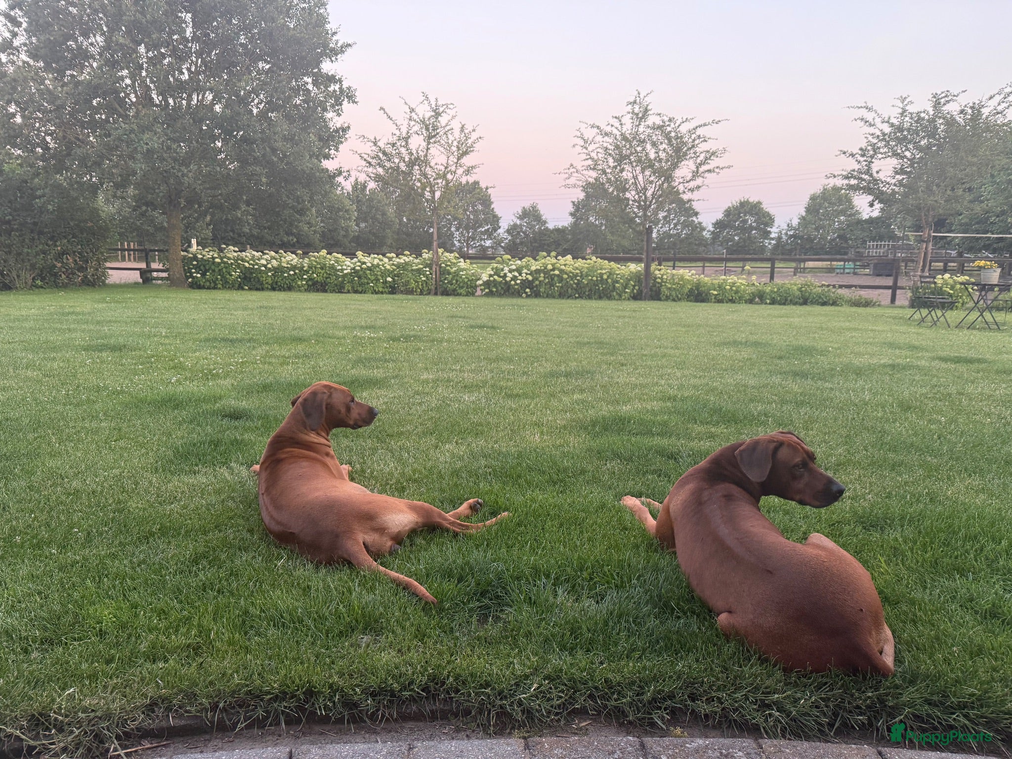 Rhodesian Ridgeback honden Prachtige Rhodesian Ridgeback pups - Advertentie 3