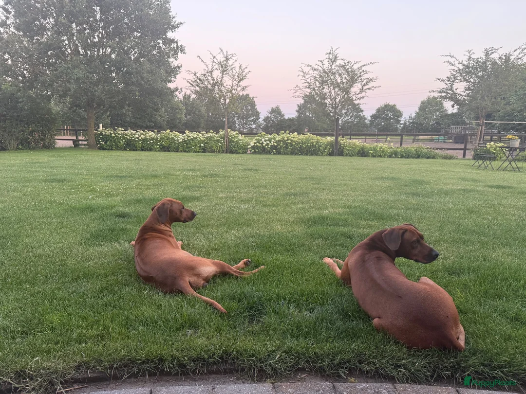 Rhodesian Ridgeback honden te koop: Prachtige Rhodesian Ridgeback pups - Advertentie 1
