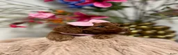 Poedel Toy honden te koop: toypoedel  - Advertentie 15