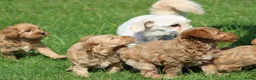 Maltipoo honden te koop: Knappe Maltipoo pups - Advertentie 10