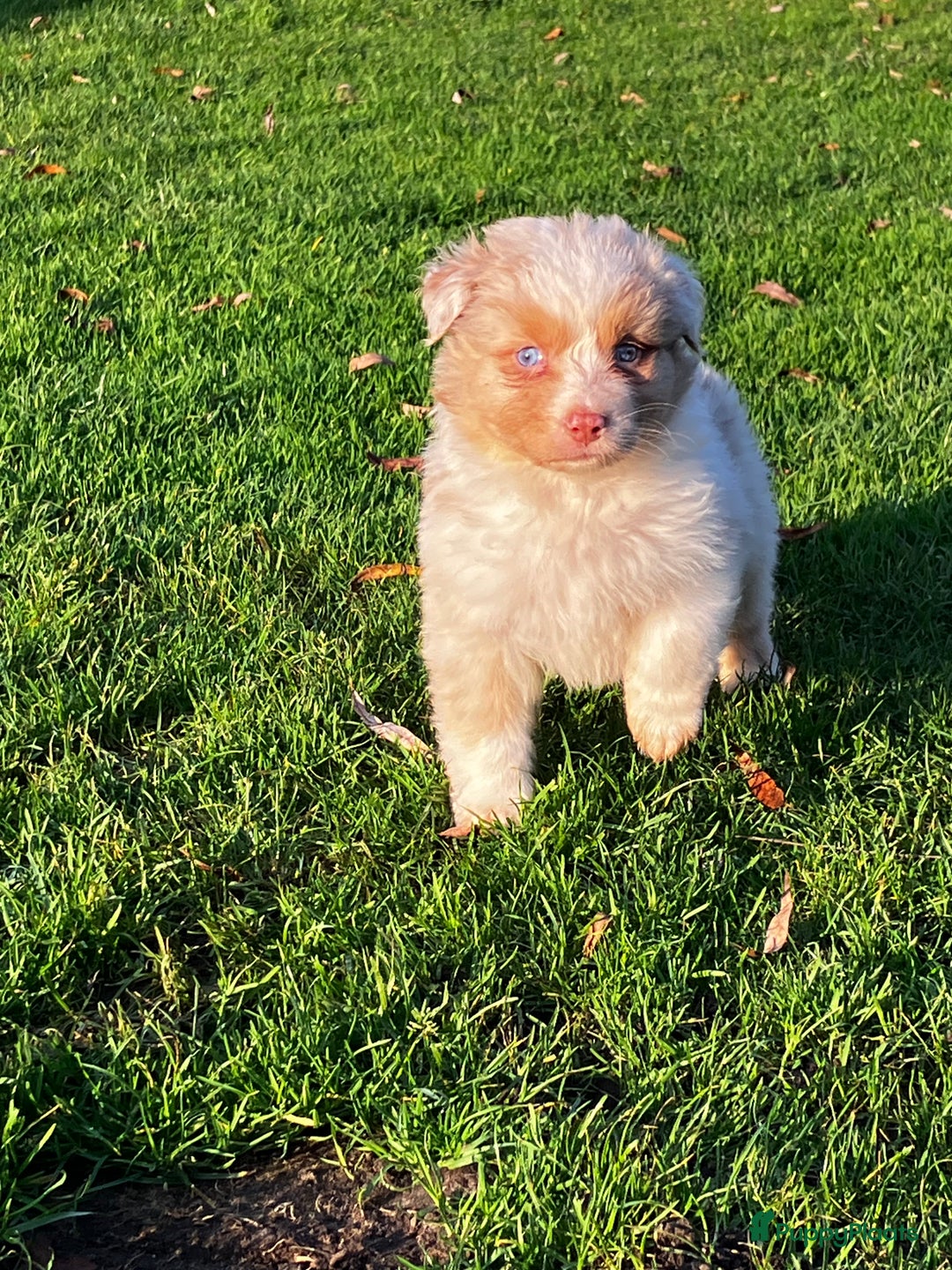 Australian Shepherd honden te koop: Prachtige raszuivere Australian Shepherd - Advertentie 7