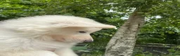 Zwitserse Witte Herdershond honden te koop: Zwitserse witte herder pups - Advertentie 8