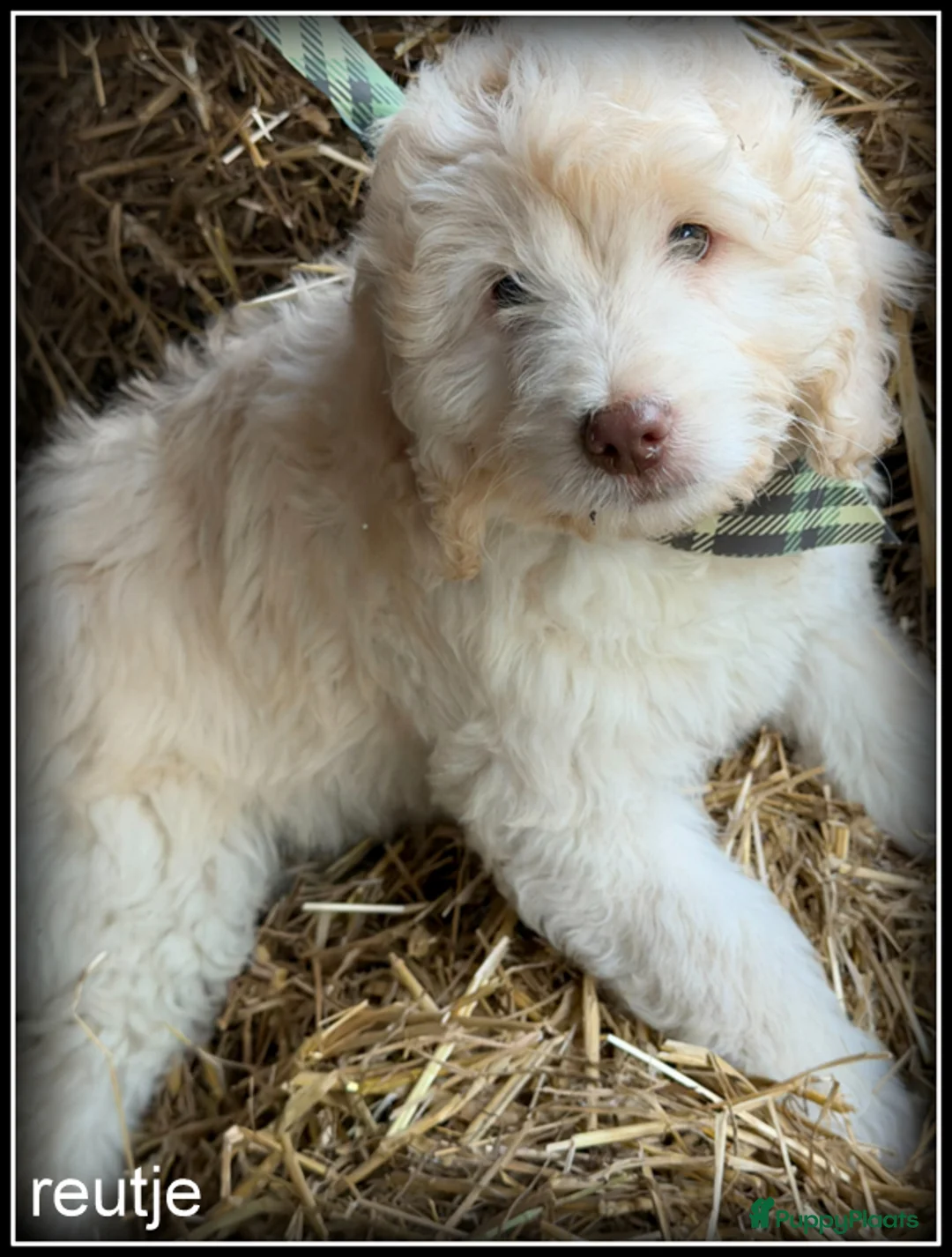 Labradoodle honden te koop: Labradoodle mini +/- 40cm - Advertentie 2