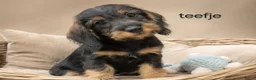 Ruwhaar Teckel honden te koop: Super mooie dwergteckel (tekkel) pups - Advertentie 6