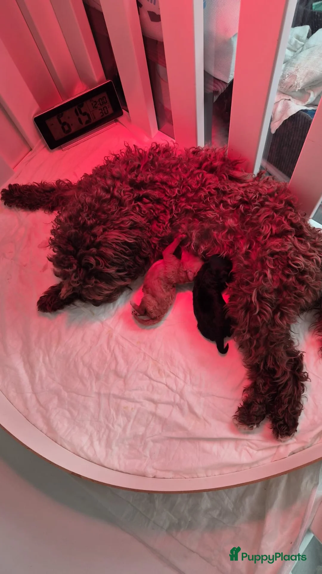 Poedel Toy honden te koop: Knappe choco/zwarte toy Reutje 💙 - Advertentie 2