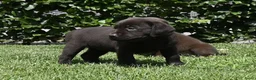 Labrador Retriever honden te koop: Chocolade bruine labrador pups met stamboom ! - Advertentie 15
