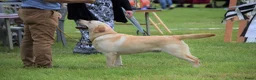 Labrador Retriever honden ter dekking: Super blonde labrador staat er dekking - Advertentie 2