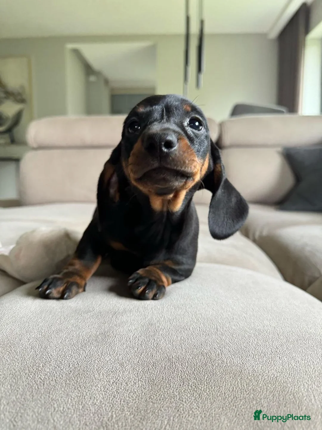 Teckel (korthaar)  honden te koop: Teckel puppy’s in Maastricht - Advertentie 4