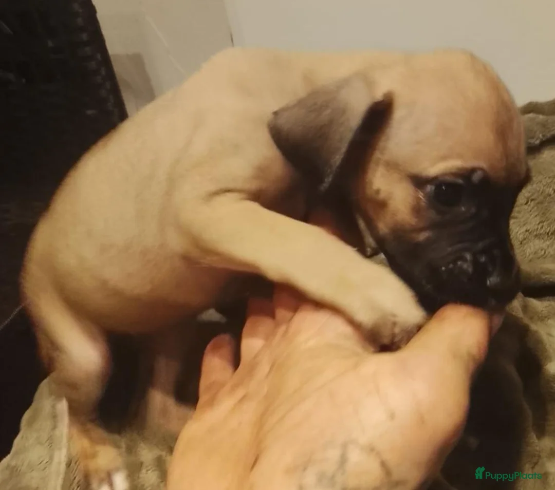 Kruising honden te koop: Nog 2 pressa/Fila pups ter beschikking  - Advertentie 3