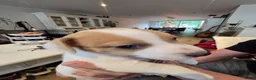 Jack Russel Terriër honden te koop: Nog 3 prachtige reutjes te koop - Advertentie 7
