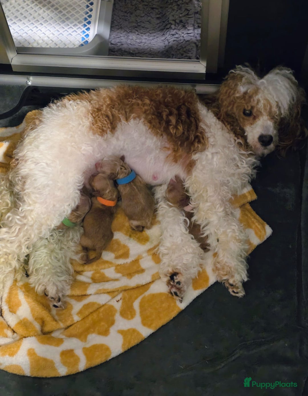 Dwergpoedel honden te koop: Xenna drachtig van 5 puppy's  - Advertentie 1