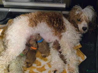 Dwergpoedel honden Xenna drachtig van 5 puppy's - Advertentie 12