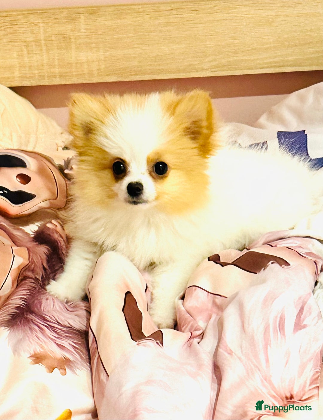 Pomeriaan honden te koop: Mini pomeranian pomeriaan teefje volledig ingeent - Advertentie 1