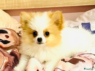 Pomeriaan honden Mini pomeranian pomeriaan teefje volledig ingeent - Advertentie 1