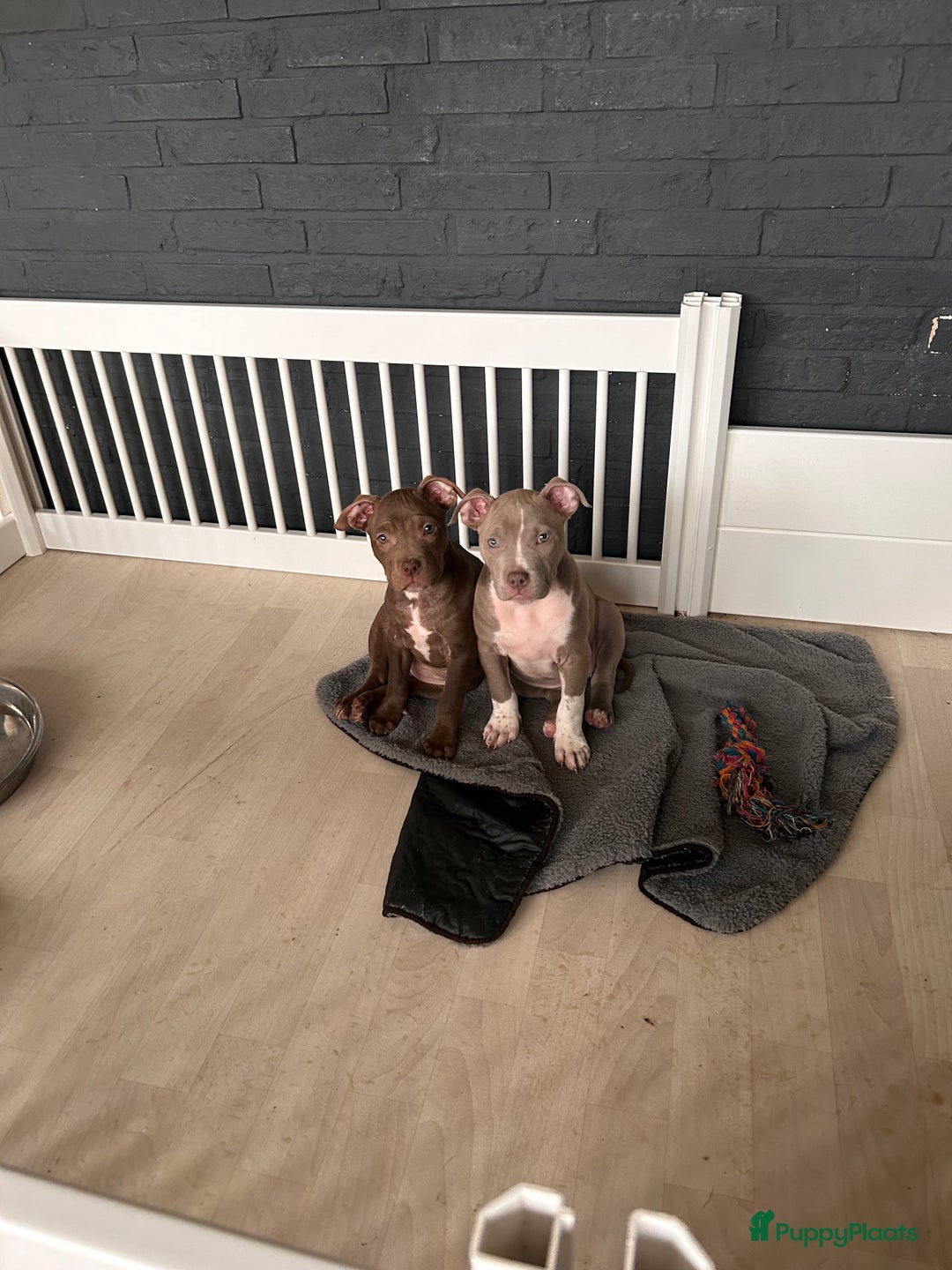Amerikaanse Bulldog honden te koop: 1 Super leuk en lief teefje te koop. Genaamd Tazzi in Zoetermeer - Afbeelding 3