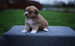 Nova Scotia Duck Tolling Retriever honden te koop: Toller x Australian Shepherd pups in Maurik - Afbeelding 2