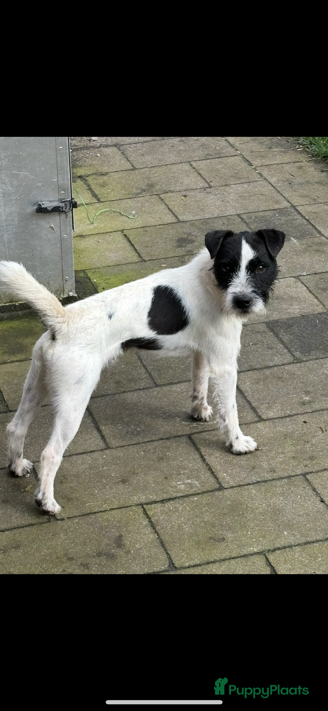 Parson Russell Terriër honden te koop: Parson Russell Terriër pups - Advertentie 7