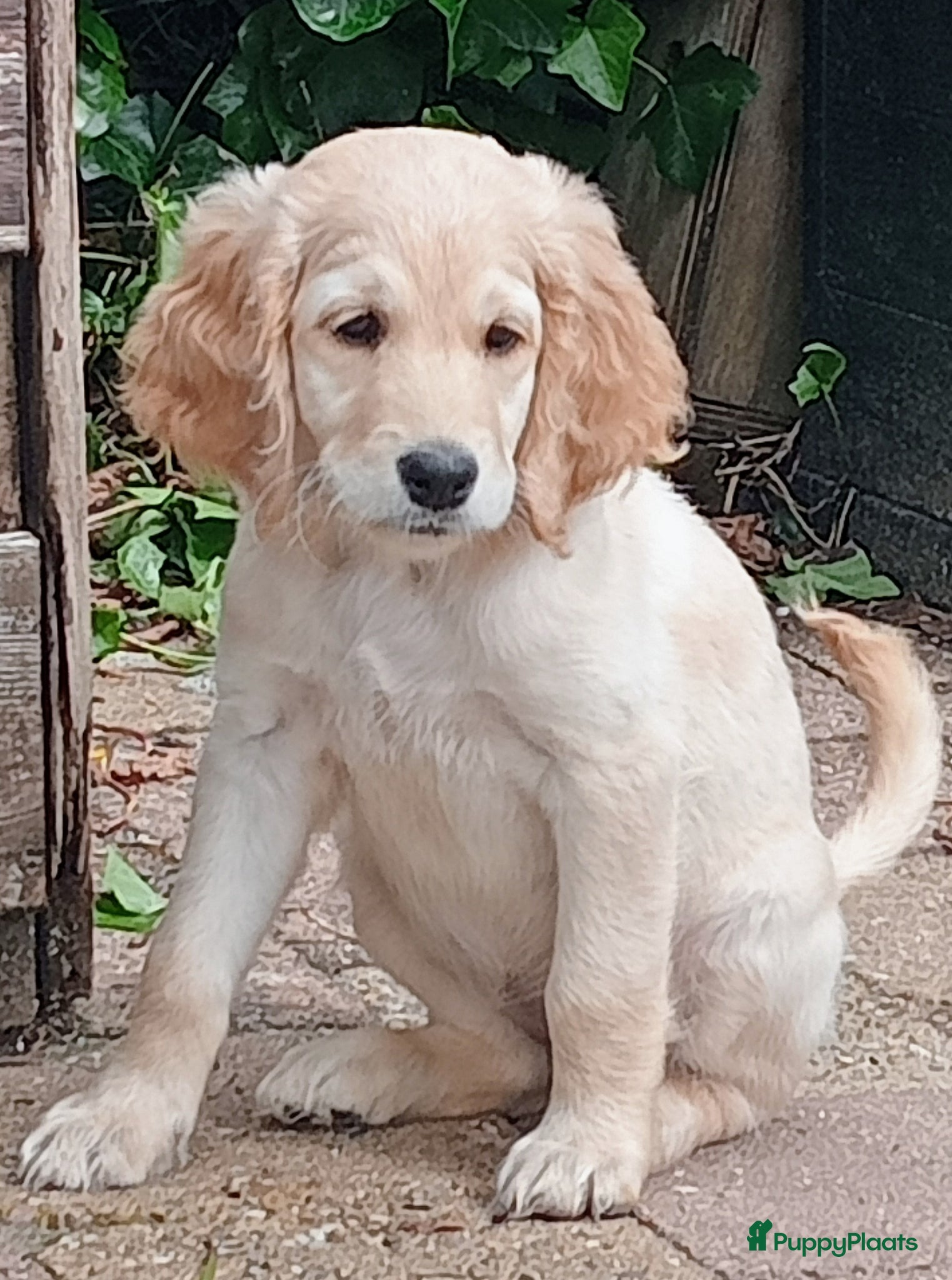 Labradoodle honden Labradoodle puppies mogen nest verlaten - Advertentie 1