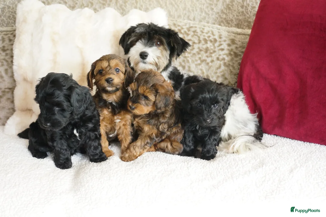 Kruising honden te koop: boomer drie kleur / papa poedel rood met stamboom. - Advertentie 1