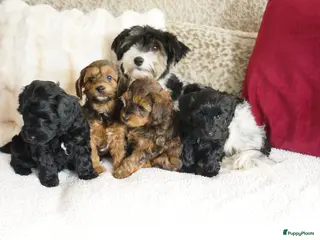 Kruising honden te koop: boomer drie kleur / papa poedel rood met stamboom. - Advertentie 1