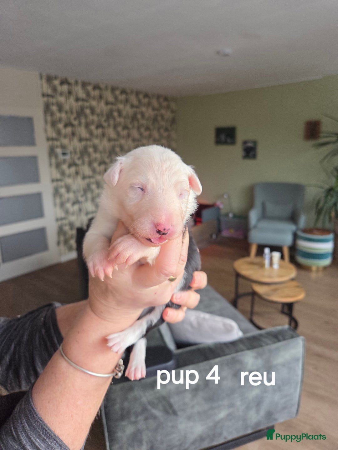 Border Collie honden te koop: Bordercollie pups te koop - Advertentie 6