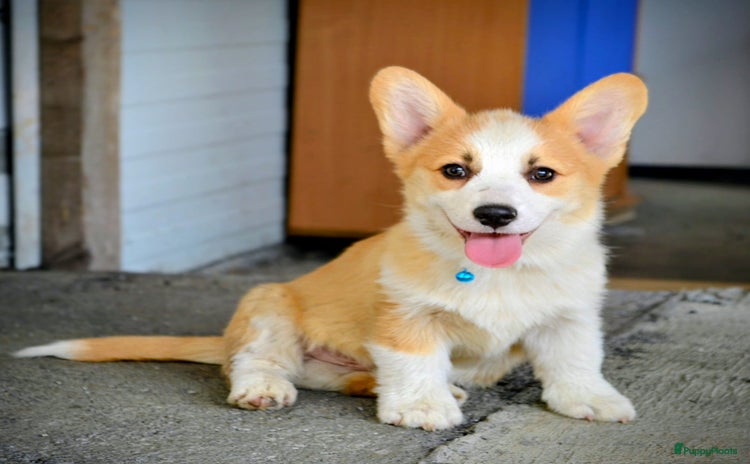 Welsh Corgi Pembroke honden - Advertentie 10