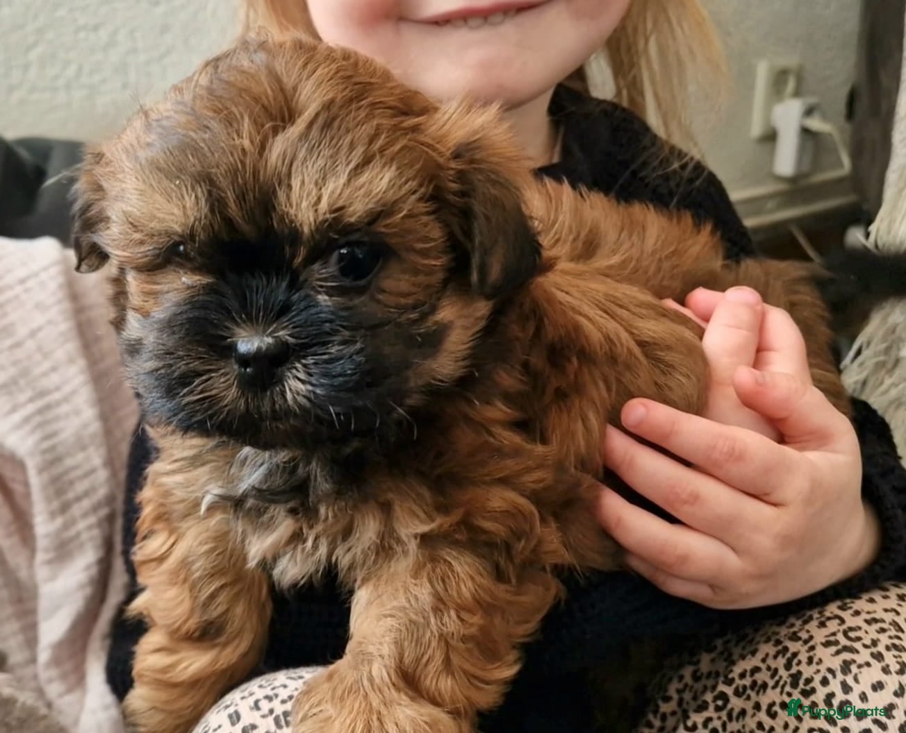 Shihpoo honden Lieve mooie shipoo pupjes  - Advertentie 11
