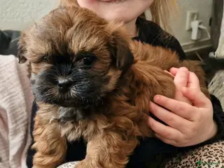 Shihpoo honden Lieve mooie shipoo pupjes - Advertentie 11