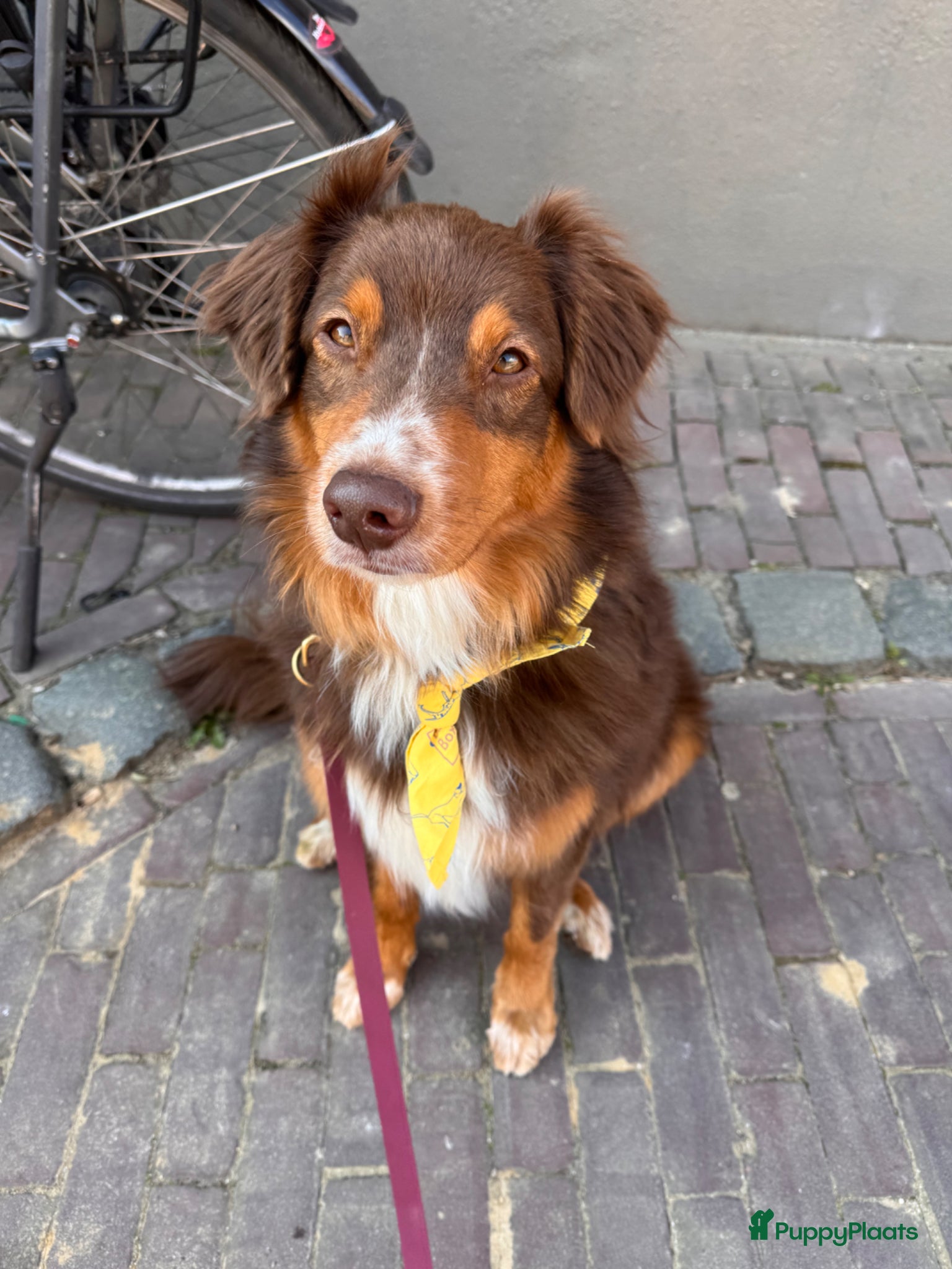 Kruising honden Toller x Australian Shepherd pups - Advertentie 1