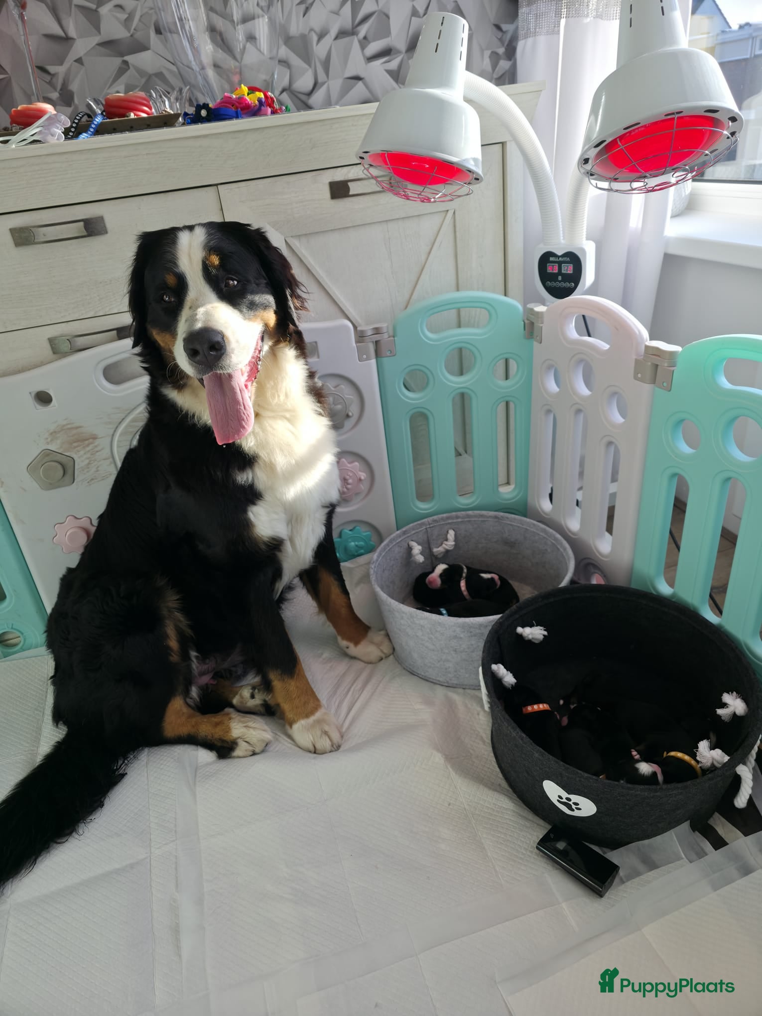 Berner Sennenhond honden Prachtig nest Berner Sennenhond pups beschikbaar - Advertentie 1