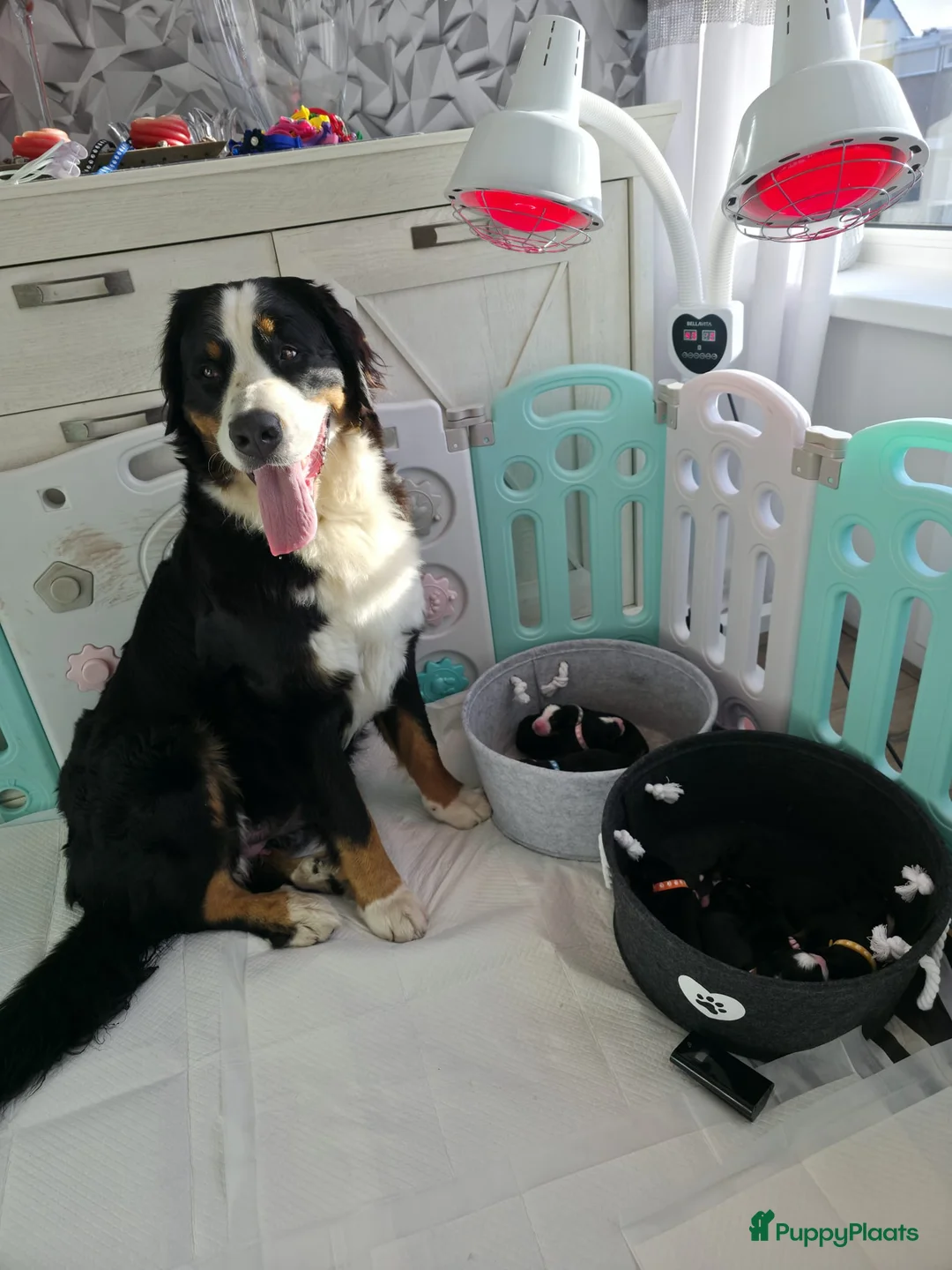 Berner Sennenhond honden te koop: Prachtig nest Berner Sennenhond pups beschikbaar - Advertentie 1