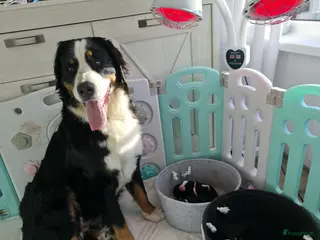 Berner Sennenhond honden Prachtig nest Berner Sennenhond pups beschikbaar - Advertentie 18