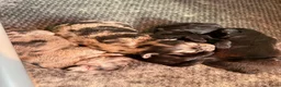 Kruising honden te koop: 🐾 4 Teddypoo pups geboren |ToyPoedelXTeddydog 🤎 - Advertentie 4