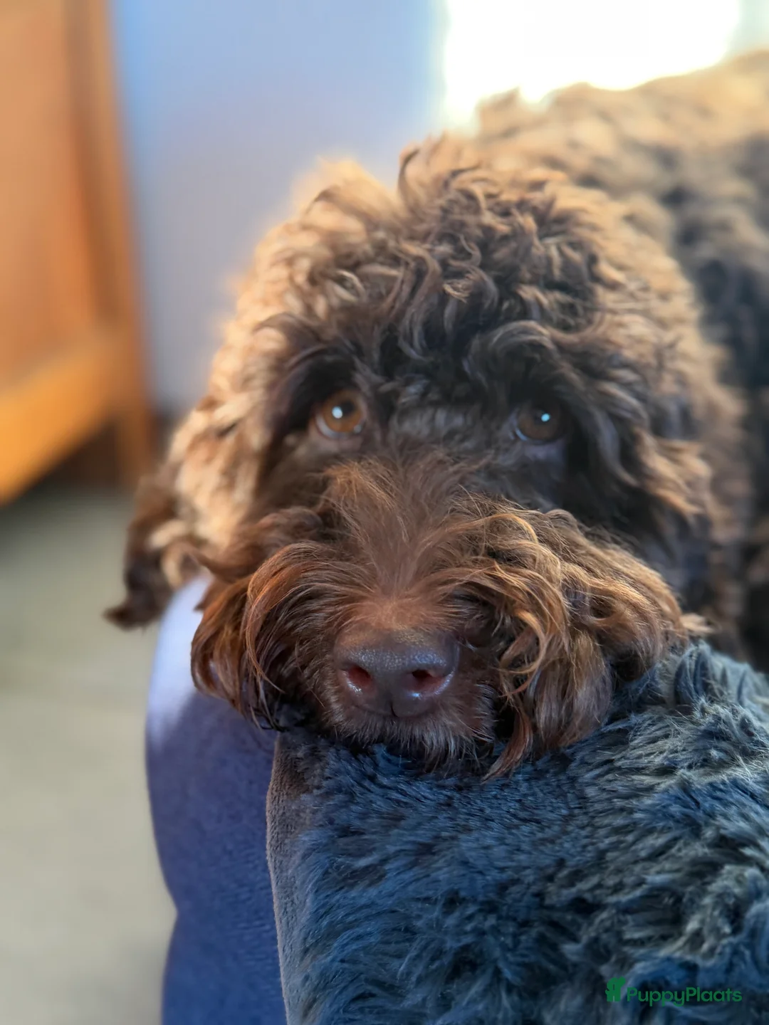 Australian Labradoodle honden te koop: Medium Cobberdog/Australian Labradoodle nestaank - Advertentie 3