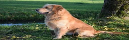 Golden Retriever honden te koop: Goudkleurige Golden Retriever puppy's  - Advertentie 4
