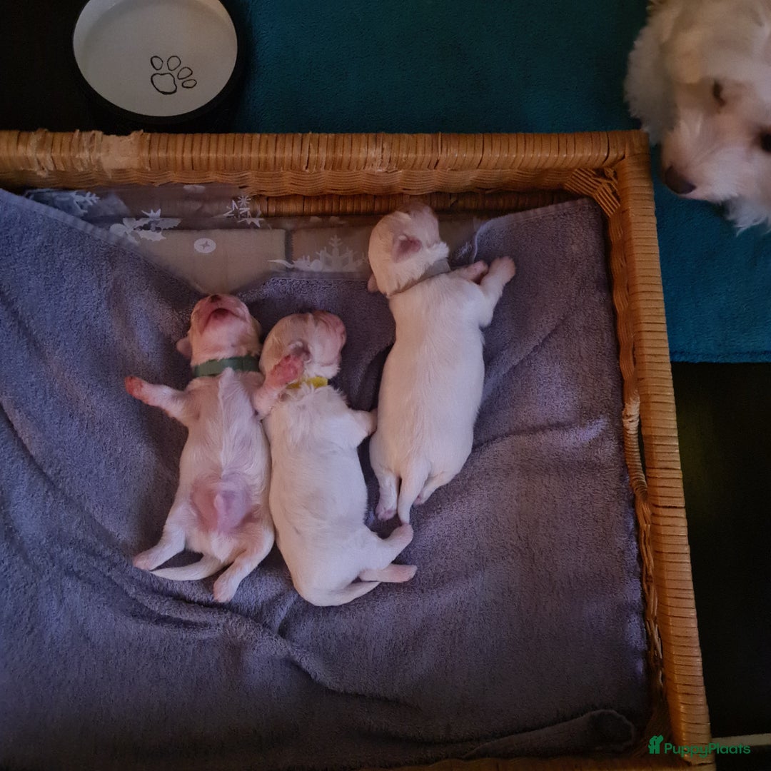 Maltezer honden te koop: Te koop nog 1 reutje - Advertentie 2