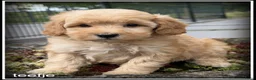 Maltipoo honden te koop: Maltipoo F1b pups - Advertentie 11