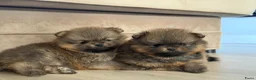 Pomeriaan honden te koop: Raszuivere Pomeranian/pomeriaan/dwergkees puppy’s  - Advertentie 4