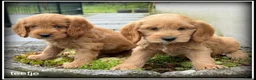Cockapoo honden te koop: Cockapoo pup teefjes - Advertentie 12
