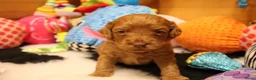 Australian Labradoodle honden te koop: 1 teefje en 3 reutjes Australian labradoodle pups - Advertentie 18