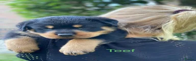 Rottweiler 3