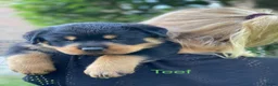 Rottweiler honden te koop: Lieve rottweilers puppy’s  - Advertentie 5