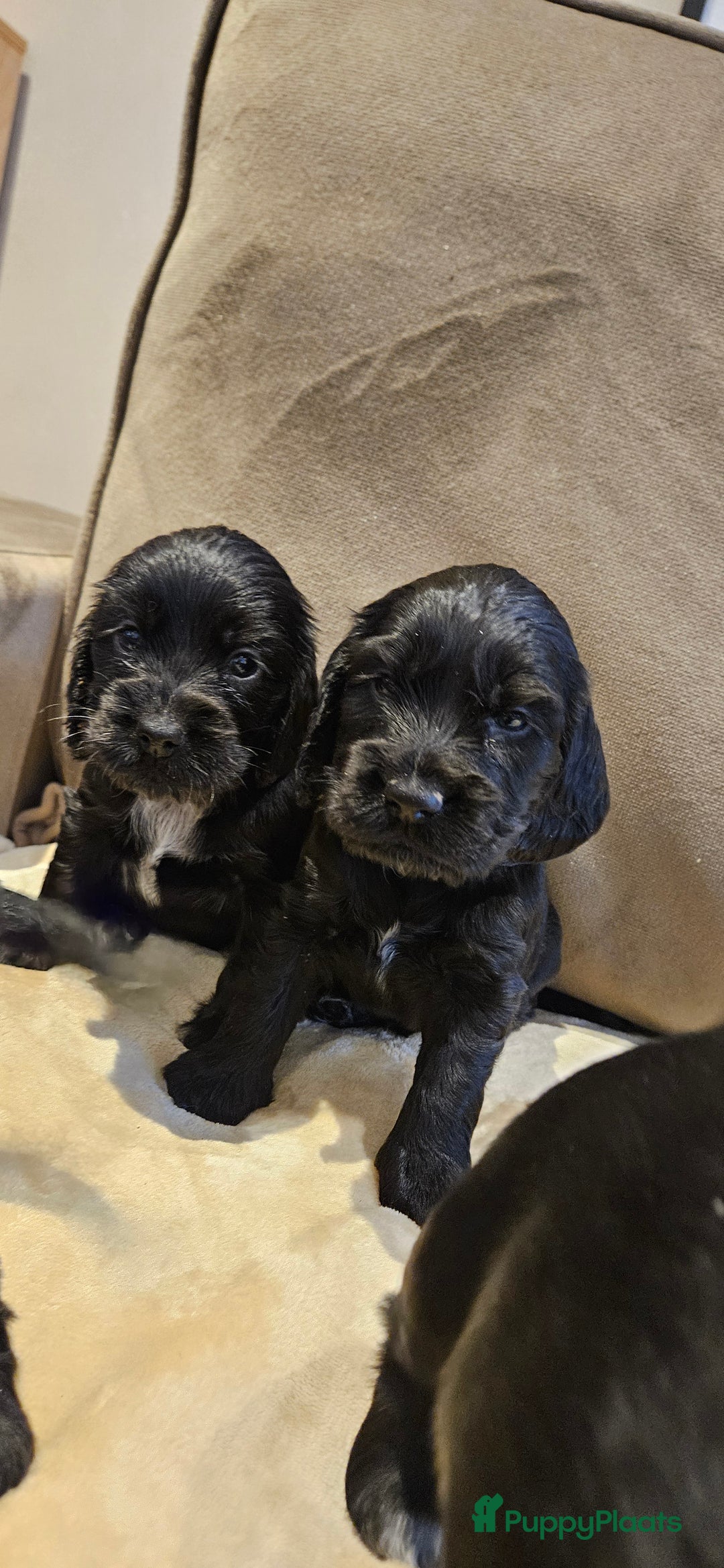 Engelse Cocker Spaniel honden te koop: Engelse cocker spaniël pups te koop - Advertentie 4