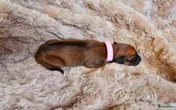 Rhodesian Ridgeback honden te koop: Rhodesian Ridgeback pups+stamboom 2reutjes 8weken  in Wierden - Afbeelding 28