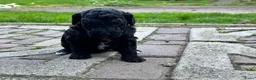 Labradoodle honden te koop: Nog 4 Mini Labradoodle pups beschikbaar.  - Advertentie 33
