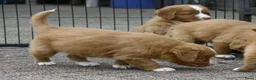 Nova Scotia Duck Tolling Retriever honden te koop: Nova Scotia Duck Tolling Retriever pups # Toller - Advertentie 13