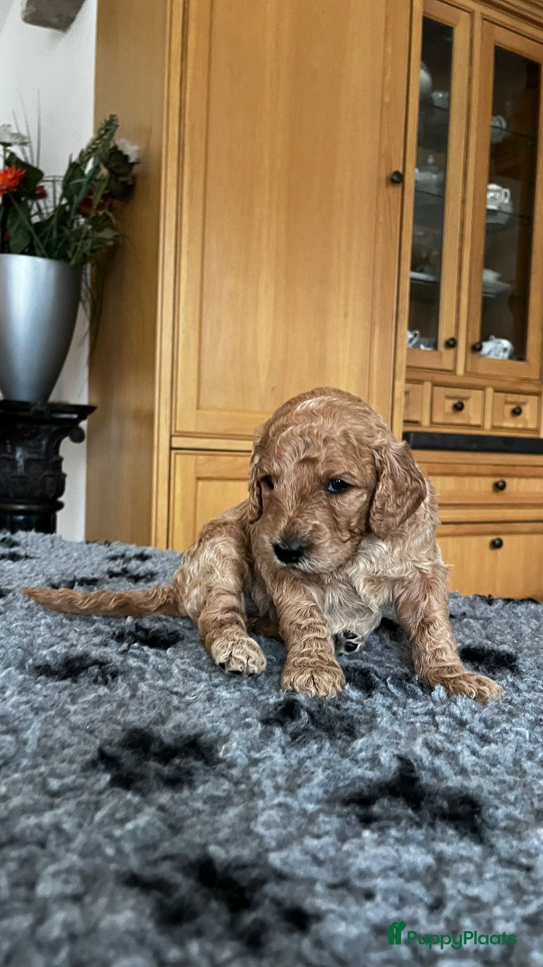 Labradoodle honden te koop: mooie multi x labradoodle australiën doodle pups - Advertentie 2
